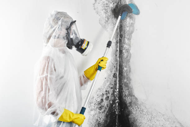 Best Crawl Space Mold Remediation  in Long Lake, MN