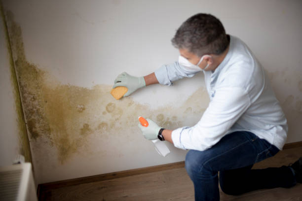 Environmental Consulting for Mold Prevention in Long Lake, MN