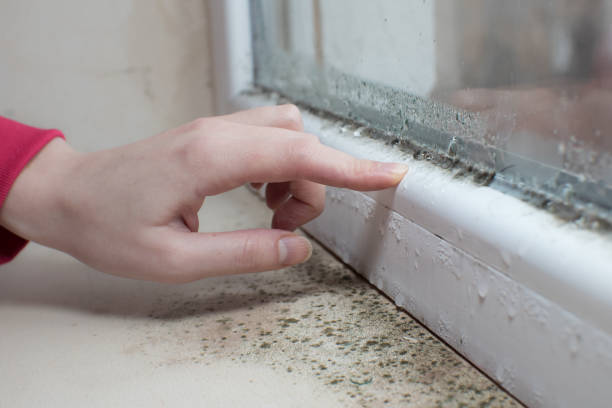 Best HVAC Mold Inspection and Cleaning  in Long Lake, MN