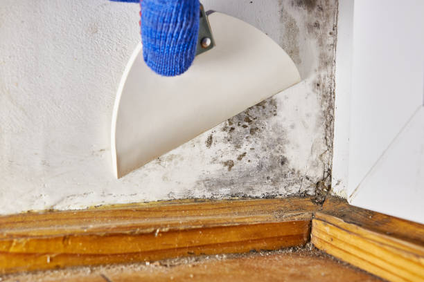Best Mold Prevention Services  in Long Lake, MN